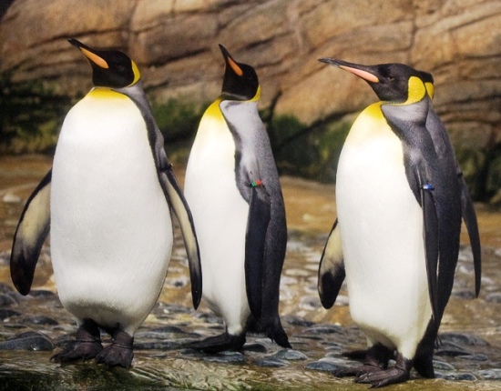 Пингвинарий «Немо» в Анапе (Джемете)