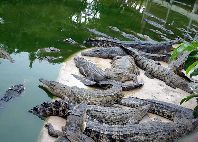 Крокодиловая ферма в Ольгинке