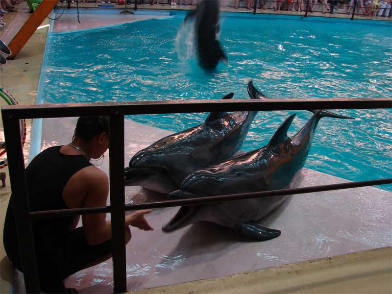 Дельфинарии в Геленджике
